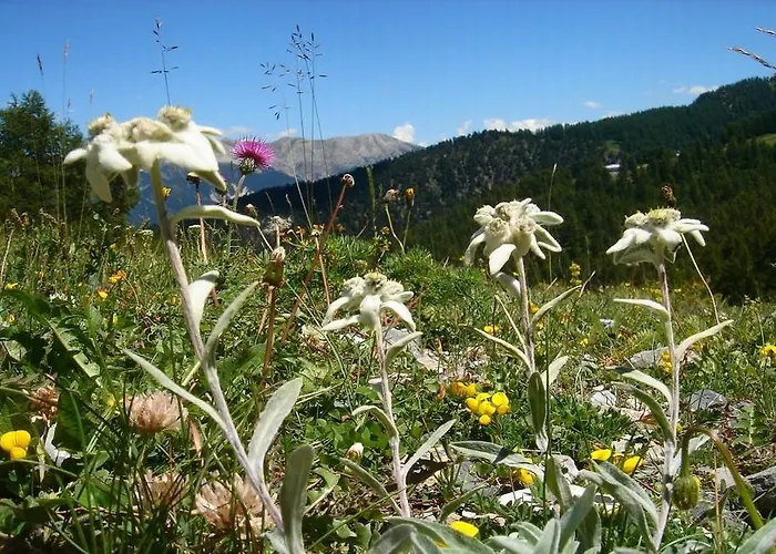 Chalet Diana Le Sépey